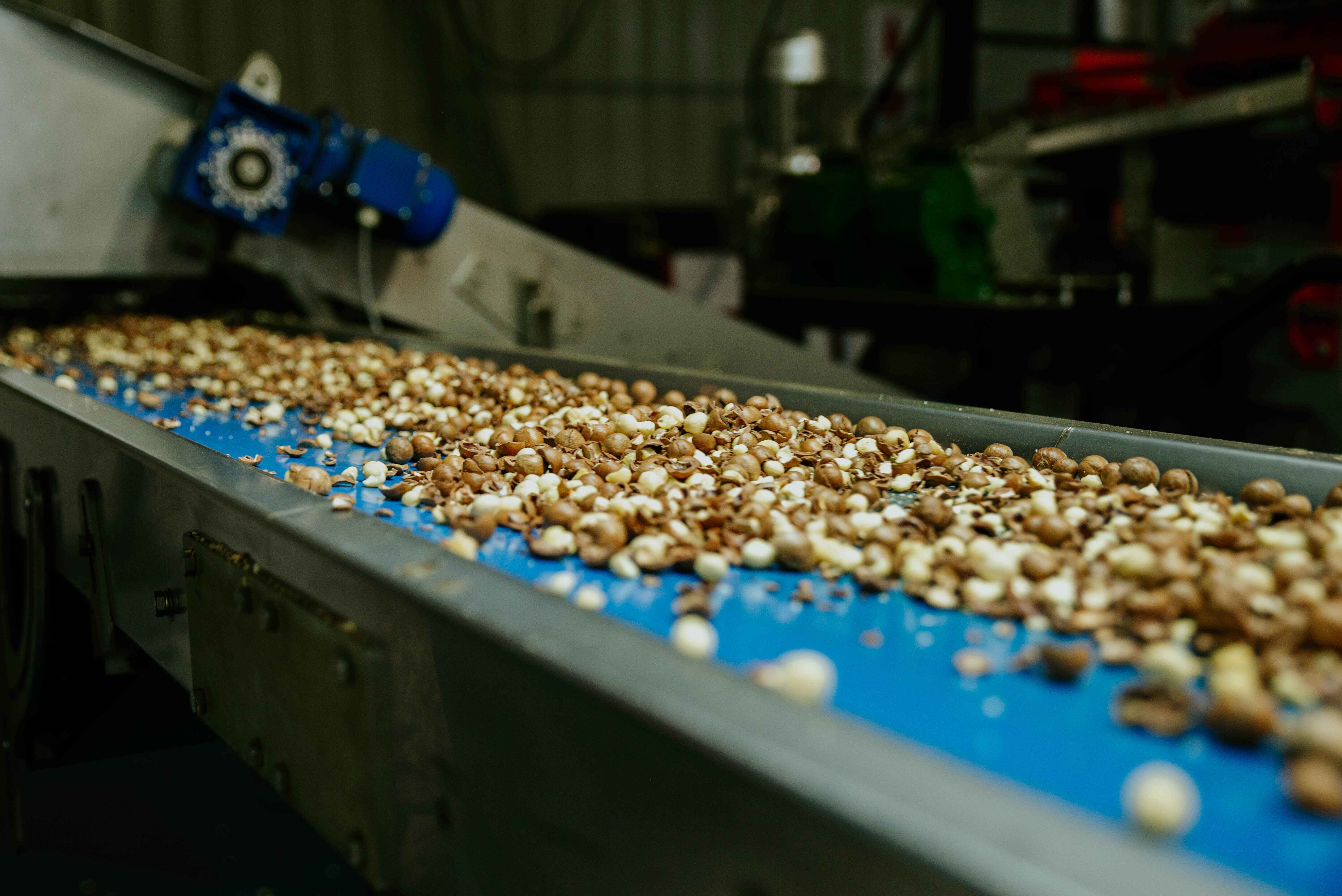 Macadamia Nuts on conveyor belt